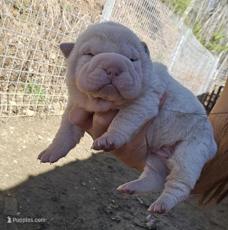 Albino cream girl, a female Chinese Shar-Pei for sale in Ellijay, GA – Photo 1 of 10