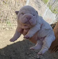 Albino cream girl, a female Chinese Shar-Pei for sale in Ellijay, GA – Photo 1 of 10