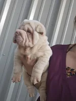 Albino cream girl, a female Chinese Shar-Pei for sale in Atlanta, GA – Photo 4 of 10