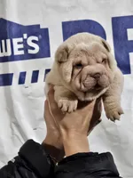 Albino cream girl, a female Chinese Shar-Pei for sale in West Palm Beach, FL – Photo 4 of 10