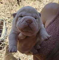 Albino cream girl, a female Chinese Shar-Pei for sale in Ellijay, GA – Photo 2 of 10