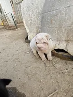 Albino cream girl, a female Chinese Shar-Pei for sale in Atlanta, GA – Photo 10 of 10