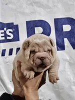 Albino cream girl, a female Chinese Shar-Pei for sale in West Palm Beach, FL – Photo 9 of 10