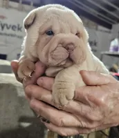 Albino cream girl, a female Chinese Shar-Pei for sale in West Palm Beach, FL – Photo 8 of 10