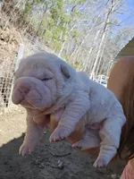 Albino cream girl, a female Chinese Shar-Pei for sale in Ellijay, GA – Photo 9 of 10