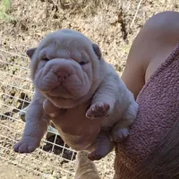 Albino cream girl, a female Chinese Shar-Pei for sale in West Palm Beach, FL – Photo 2 of 10