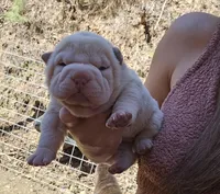 Albino cream girl, a female Chinese Shar-Pei for sale in Ellijay, GA – Photo 4 of 10