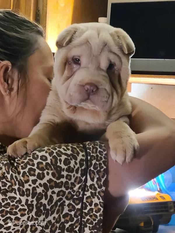 Albino cream girl – Chinese Shar-Pei puppy for sale in Atlanta, GA