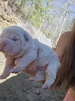 Albino cream girl, a female Chinese Shar-Pei for sale in Ellijay, GA – Photo 8 of 10