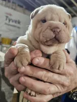 Albino cream girl, a female Chinese Shar-Pei for sale in West Palm Beach, FL – Photo 7 of 10