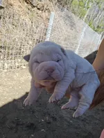 Albino cream girl, a female Chinese Shar-Pei for sale in Ellijay, GA – Photo 10 of 10