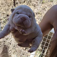 Albino cream girl, a female Chinese Shar-Pei for sale in West Palm Beach, FL – Photo 3 of 10