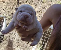 Albino cream girl, a female Chinese Shar-Pei for sale in Ellijay, GA – Photo 5 of 10