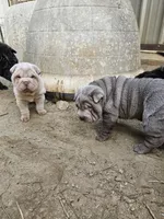 Albino cream girl, a female Chinese Shar-Pei for sale in Atlanta, GA – Photo 7 of 10