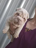 Albino cream girl, a female Chinese Shar-Pei for sale in Atlanta, GA – Photo 3 of 10