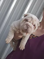 Albino cream girl, a female Chinese Shar-Pei for sale in Atlanta, GA – Photo 8 of 10