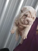 Albino cream girl, a female Chinese Shar-Pei for sale in Atlanta, GA – Photo 9 of 10