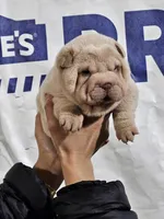 Albino cream girl, a female Chinese Shar-Pei for sale in West Palm Beach, FL – Photo 10 of 10