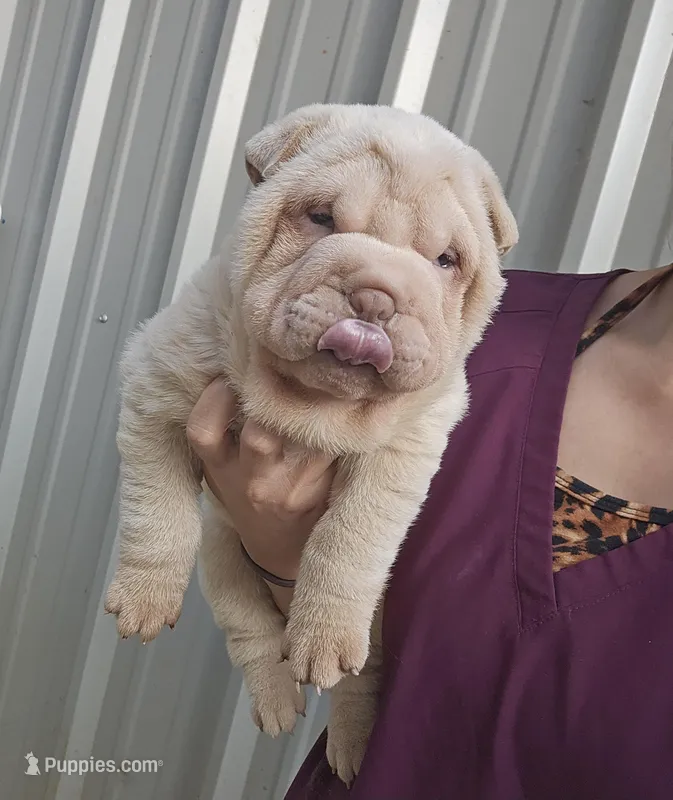 Albino cream girl – Chinese Shar-Pei puppy for sale in West Palm Beach, FL