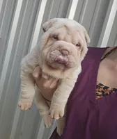 Albino cream girl, a female Chinese Shar-Pei for sale in Atlanta, GA – Photo 1 of 10