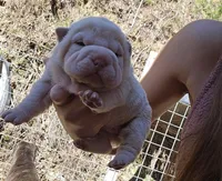 Albino cream girl, a female Chinese Shar-Pei for sale in Ellijay, GA – Photo 6 of 10