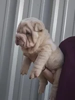 Albino cream girl, a female Chinese Shar-Pei for sale in Atlanta, GA – Photo 5 of 10
