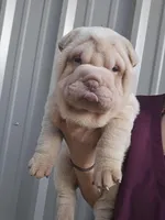 Albino cream girl, a female Chinese Shar-Pei for sale in Atlanta, GA – Photo 6 of 10
