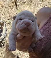 Albino cream girl, a female Chinese Shar-Pei for sale in Ellijay, GA – Photo 3 of 10