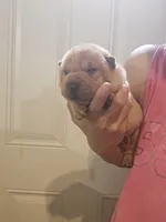 Apricot girl dark nose, a female Chinese Shar-Pei for sale in Atlanta, GA – 7 of 10