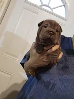 Chocolate dilute boy , a male Chinese Shar-Pei for sale in Atlanta, GA – 3 of 10
