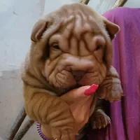 Chocolate dilute girl, a female Chinese Shar-Pei for sale in West Palm Beach, FL – Photo 4 of 10