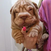 Chocolate dilute girl, a female Chinese Shar-Pei for sale in West Palm Beach, FL – Photo 2 of 10