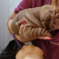 Chocolate dilute girl, a female Chinese Shar-Pei for sale in West Palm Beach, FL – Photo 7 of 10