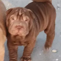 Chocolate dilute girl, a female Chinese Shar-Pei for sale in West Palm Beach, FL – Photo 10 of 10