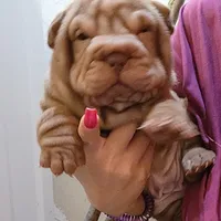 Chocolate dilute girl, a female Chinese Shar-Pei for sale in West Palm Beach, FL – Photo 6 of 10