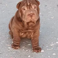 Chocolate dilute girl, a female Chinese Shar-Pei for sale in West Palm Beach, FL – Photo 1 of 10