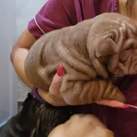 Chocolate dilute girl, a female Chinese Shar-Pei for sale in West Palm Beach, FL – Photo 5 of 10
