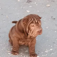 Chocolate dilute girl, a female Chinese Shar-Pei for sale in West Palm Beach, FL – Photo 9 of 10
