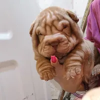 Chocolate dilute girl, a female Chinese Shar-Pei for sale in West Palm Beach, FL – Photo 3 of 10