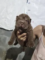 Chocolate dilute girl , a female Chinese Shar-Pei for sale in Atlanta, GA – 4 of 9