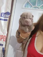 Lilac female , a female Chinese Shar-Pei for sale in Atlanta, GA – 5 of 10