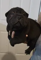 Satin black boy , a male Chinese Shar-Pei for sale in Atlanta, GA – 3 of 10