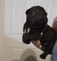 Satin black boy , a male Chinese Shar-Pei for sale in Atlanta, GA – 2 of 10