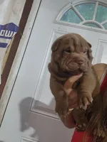 Chocolate dilute boy , a male Chinese Shar-Pei for sale in Atlanta, GA – 7 of 9