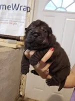 Satin black female , a female Chinese Shar-Pei for sale in Atlanta, GA – 9 of 10