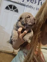 Blue girl, a female Chinese Shar-Pei for sale in Atlanta, GA – 9 of 9