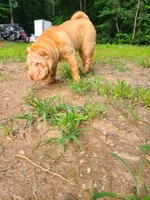 Lucy, a female Chinese Shar-Pei for sale in Atlanta, GA – 6 of 10
