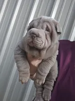 Blue girl, a female Chinese Shar-Pei for sale in Atlanta, GA – Photo 7 of 10