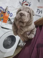 Blue girl, a female Chinese Shar-Pei for sale in West Palm Beach, FL – Photo 5 of 10