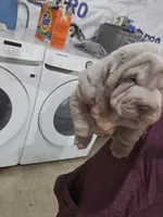 Blue girl, a female Chinese Shar-Pei for sale in West Palm Beach, FL – Photo 6 of 10